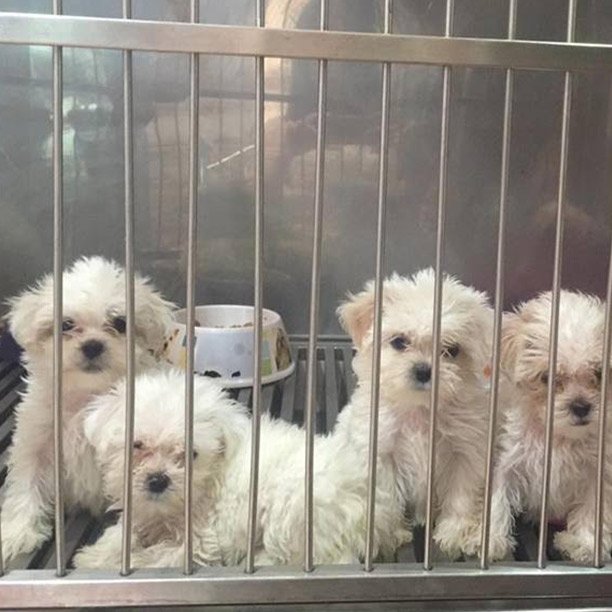 “ครอบครัวคุณแม่พิซซ่าและลูกทั้งห้าตัวผอมแต่พุงป่อง” เรื่องเล่าจากเวียงจันทน์ “ครอบครัวคุณแม่พิซซ่าและลูกทั้งห้าตัวผอมแต่พุงป่อง” เรื่องเล่าจากเวียงจันทน์